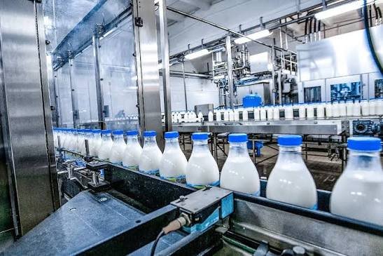 Bottles of milk on a stainless steel conveyor belt in a food processing plant.